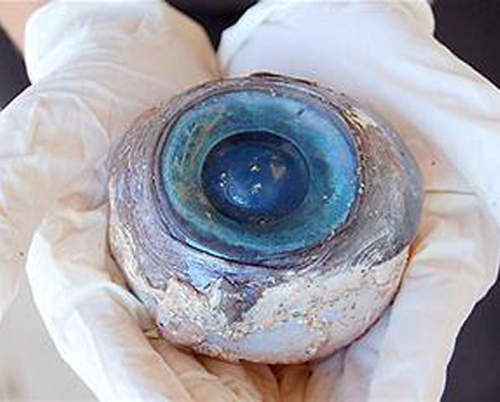 佛州海灘大眼睛 不小心掉出來的趕緊失物招領喔