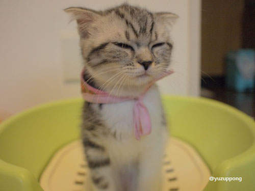 喵喵:唉唷!我在嗯嗯的時候幹嘛偷拍我啦~ 喵喵:唉唷!我在嗯嗯的時候幹嘛偷拍我啦~