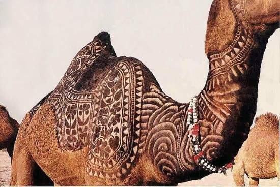 《駱駝選美》駱駝也可以很有藝術感～