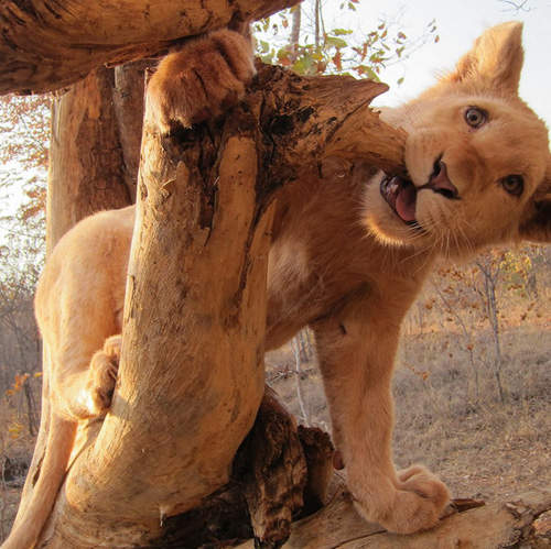 牽著獅子去散步~南非飯店絕無僅有的特別服務 牽著獅子去散步~南非飯店絕無僅有的特別服務