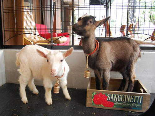 《羊咩咩咖啡廳》每天都要開心地大叫～咩～～～～♥