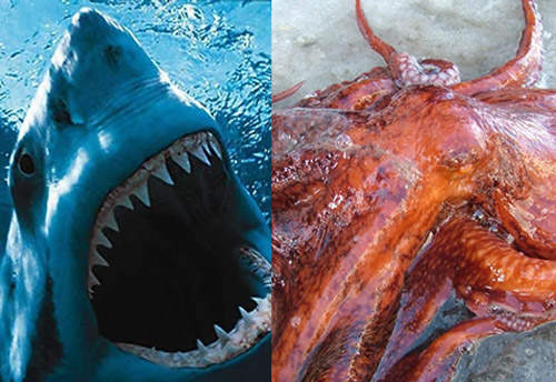 鯊魚VS章魚 海中的異種格鬥技到底誰才是深海的霸主? 鯊魚VS章魚 海中的異種格鬥技到底誰才是深海的霸主?