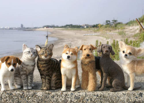 《羊毛氈藝術》我也想訂做心愛的寵物分身~♥ 《羊毛氈藝術》我也想訂做心愛的寵物分身~♥