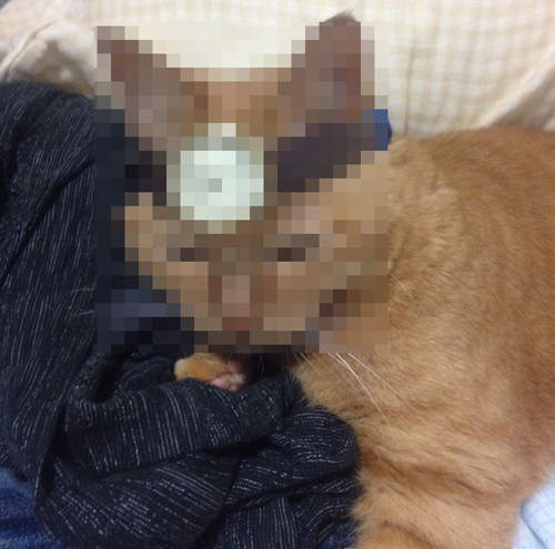 當你把錶戴在貓的頭上...會...會怎樣??? 當你把錶戴在貓的頭上...會...會怎樣???