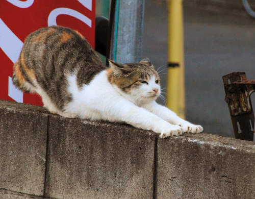 貓的～～你在伸懶腰嗎！？