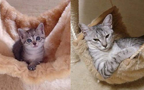 貓過去對照貓現在 照片中的貓貓長大了