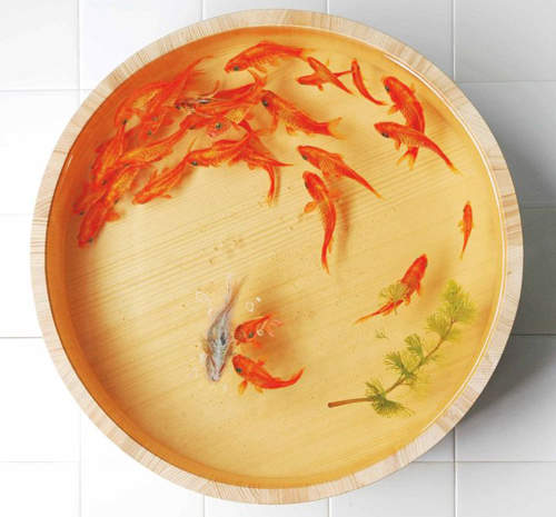 你相信這些金魚全部都是畫出來的嗎? 你相信這些金魚全部都是畫出來的嗎?