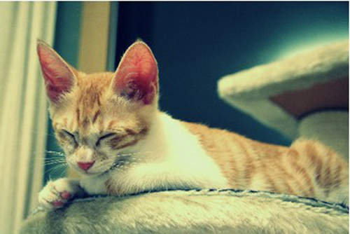 貓咪被偷拍睡相之後的反應是...? 貓咪被偷拍睡相之後的反應是...?