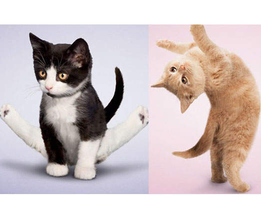 貓咪也要跟你一起做瑜珈瘦身 貓咪也要跟你一起做瑜珈瘦身