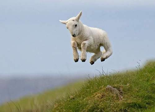 《飛翔吧動物們》動物漂移的瞬間~ 《飛翔吧動物們》動物漂移的瞬間~