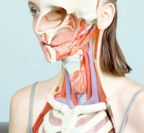 超逼真的《獵奇女體解剖圖》! 超逼真的《獵奇女體解剖圖》!