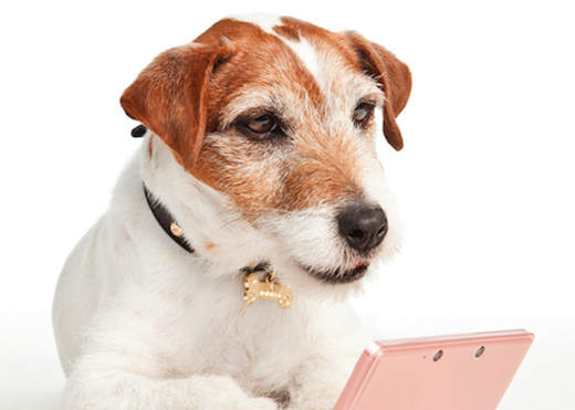 任天堂最萌的代言狗狗 「烏吉」～汪♥