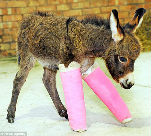 超萌《粉紅石膏驢寶寶》好痛又好可愛~◕‿◕ 超萌《粉紅石膏驢寶寶》好痛又好可愛~◕‿◕