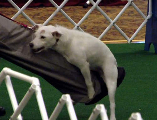 抱大腿比賽 狗狗們可以一展〝長〞才的好機會