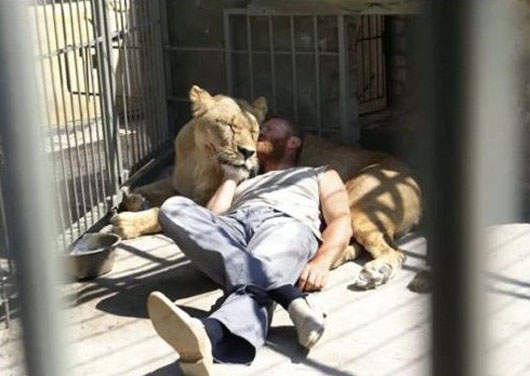 和獅子同居35天的男子(驚)