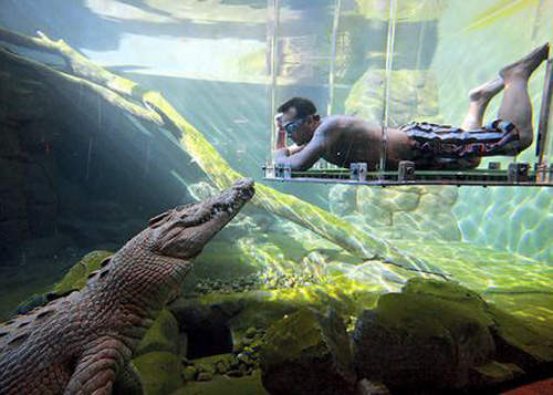 「 Crocosaurus Cove 」澳洲鱷魚樂園 你敢玩安全之吻嘛？