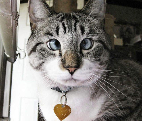 一生都看不開的《鬥雞貓》~惹人疼愛指數100%