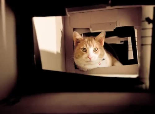 《貓奴手作遊樂場》ᵔᴥᵔ貓主人的健康，就是我們小小貓奴的最大快樂啦！ 　 