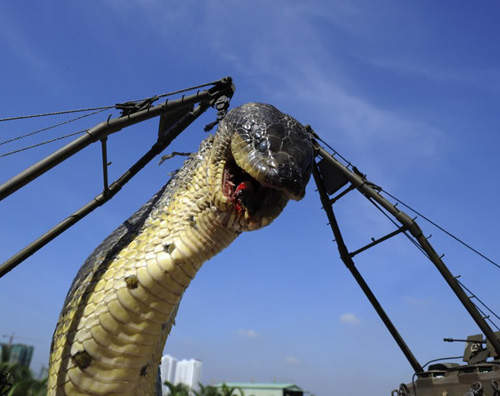 越南大蟒蛇！？這麼凶殘的生物揪~竟是啥玩意兒啊？