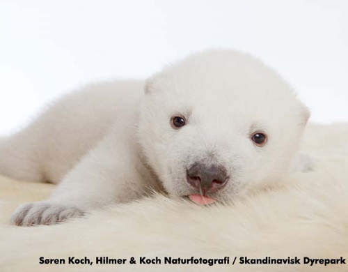 超癒療系可愛北極熊寶寶《SIKU》軟Q登場♥ 超癒療系可愛北極熊寶寶《SIKU》軟Q登場♥