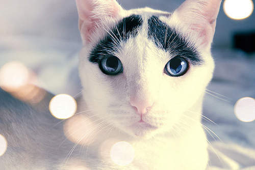 天生憂鬱貓 看著你都覺得眉頭要皺起來了(´・ω・`) 天生憂鬱貓 看著你都覺得眉頭要皺起來了(´・ω・`)