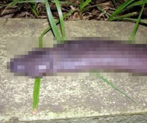 亞馬遜蚓螈 讓人啞口無言的一種生物！不會有人拿來吃吧...