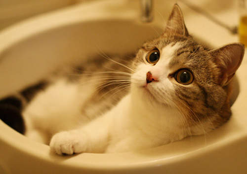 貴貓出浴～《泡澡貓》來囉♥