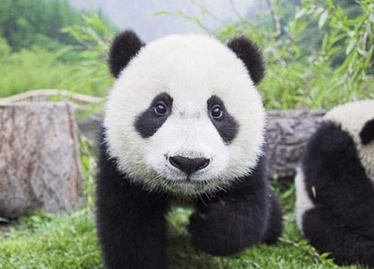 使用熊貓便便做的卡片和茶?! 使用熊貓便便做的卡片和茶?!