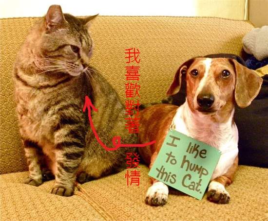 壞狗狗掛牌示眾 你們...應該看不懂吧? 壞狗狗掛牌示眾 你們...應該看不懂吧?