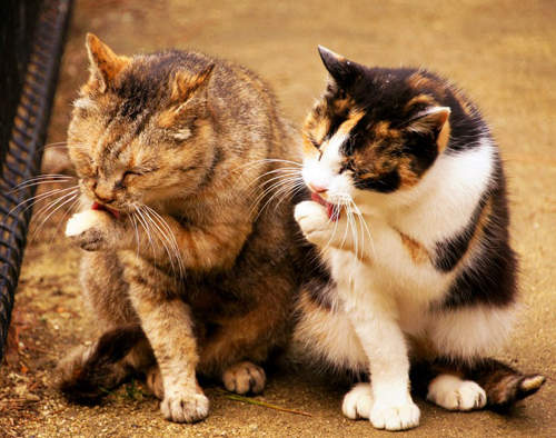 《同步貓》同步率高達 99.99999999999 %