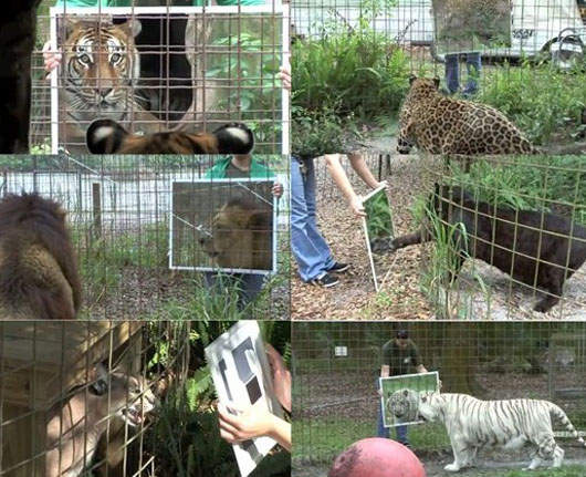 『鏡子實驗』動物首次看到鏡子中的自己時... 『鏡子實驗』動物首次看到鏡子中的自己時...
