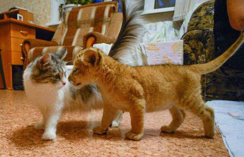 獅子加老虎 蹦出《獅獅虎》家貓當媽媽 吼~