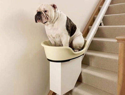 《寵物電梯》胖嘟嘟的動物們也有電梯可坐啦XD