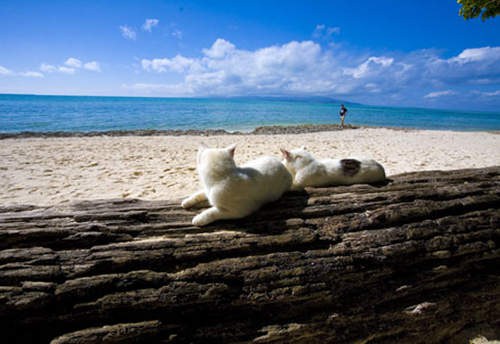 《貓島》位於太平洋上琉球的貓天堂ᵔᴥᵔ 《貓島》位於太平洋上琉球的貓天堂ᵔᴥᵔ