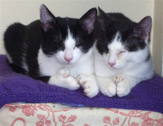 好嚇人～兩貓54趾等待領養