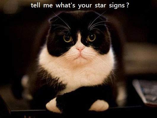 12星座貓咪相 快來看你的星座什麼樣？