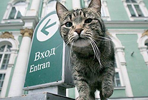《博物館貓》俄羅斯冬宮博物館的合法居留者！