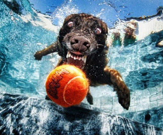 小狗在水中接球的表情(驚) 小狗在水中接球的表情(驚)