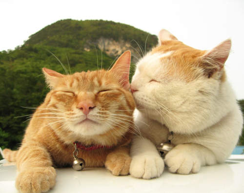 最受喜愛的貓咪種類～喵～ᵔᴥᵔ