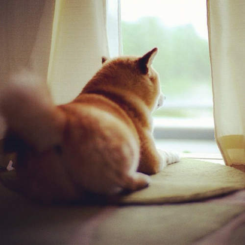 傳說能帶來幸福的《柴犬屁屁》♥ 你感受到這份幸福了嗎? 傳說能帶來幸福的《柴犬屁屁》♥ 你感受到這份幸福了嗎?