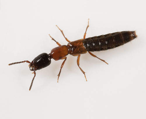 隱翅蟲 蟲蟲危機小知識你不可不知