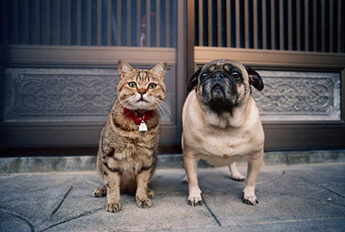 超純真日本貓咪攝影達人：岩合光昭