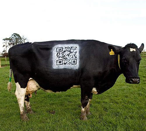 QR牛！用手機就可以閱覽牛牛的小檔案
