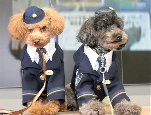 超人氣日本玩具貴賓警犬～可愛發行寫真集囉！
