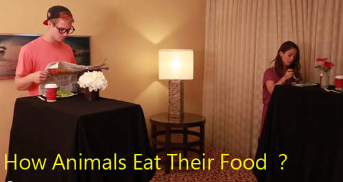 《動物都怎麼吃食物的》趴兔 這到底在演什麼啦XD 《動物都怎麼吃食物的》趴兔 這到底在演什麼啦XD
