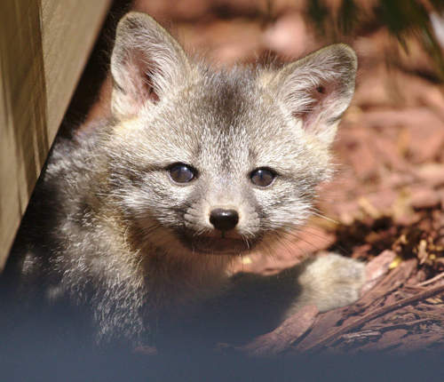 Facebook本社境內出生的超Cute狐狸寶寶♥
