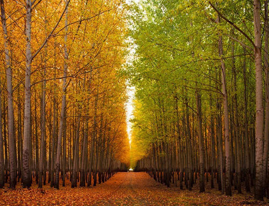 美國《絕美樹林》簡直是電影裡才有的場景 美國《絕美樹林》簡直是電影裡才有的場景