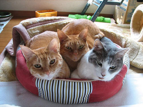 《貓貓愛擠擠》擠一起甜蜜蜜♥ 《貓貓愛擠擠》擠一起甜蜜蜜♥