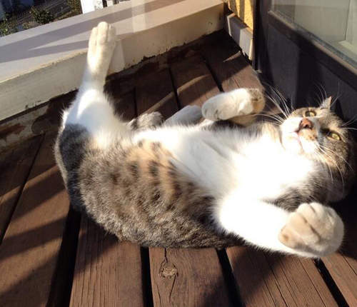 單身女子假日的度過方式 啊咧~背上的箭是......(拔) 單身女子假日的度過方式 啊咧~背上的箭是......(拔)