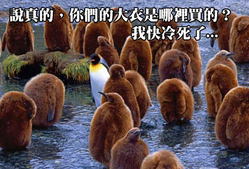 《傻呼呼企鵝動圖集》陸地上的企鵝超乎想像的遲鈍又可愛♥ 《傻呼呼企鵝動圖集》陸地上的企鵝超乎想像的遲鈍又可愛♥